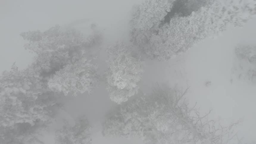 Dense forest with snow and fog