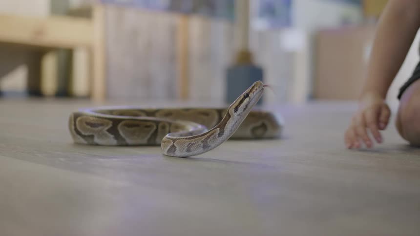 Children approaching a snake