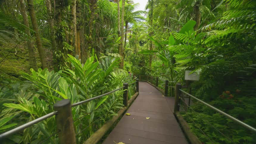 A walkway goes through the jungle