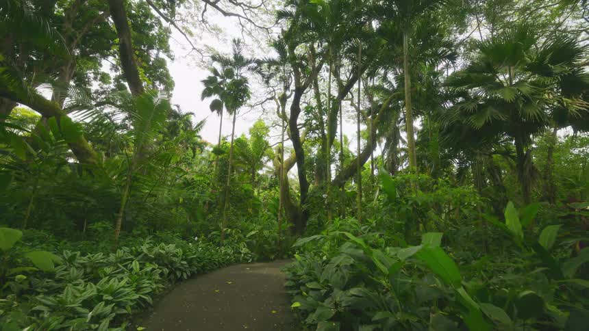 Moving view through a dense tropical forest