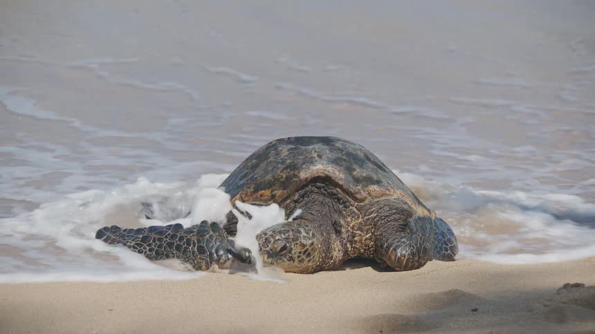 A large green sea turtle rests peacefully on the damp sand at the waters edge facing the camera as gentle ocean waves occasionally wash over its flippers