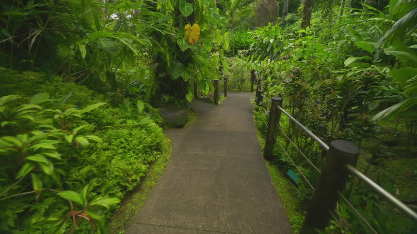 Guided trail through a tropical forest