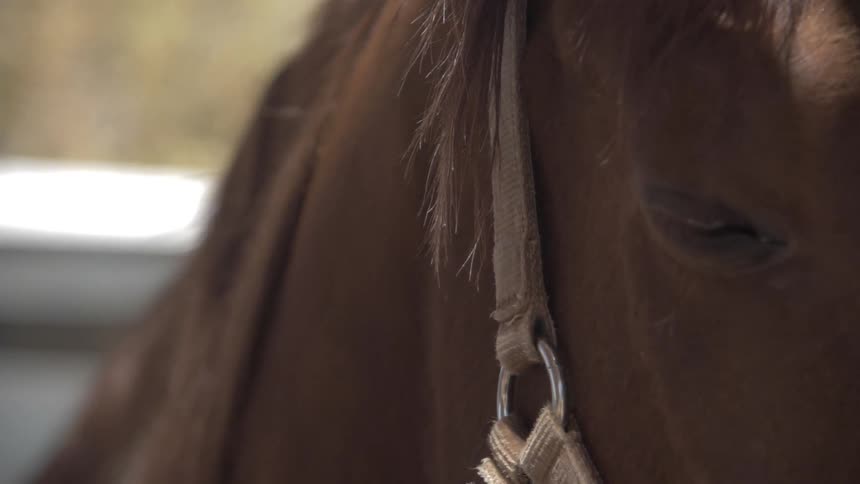 Closeup of a brown horse standing outdoors on a sunny day