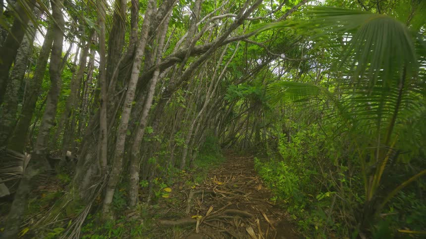 Tropical forest by the river
