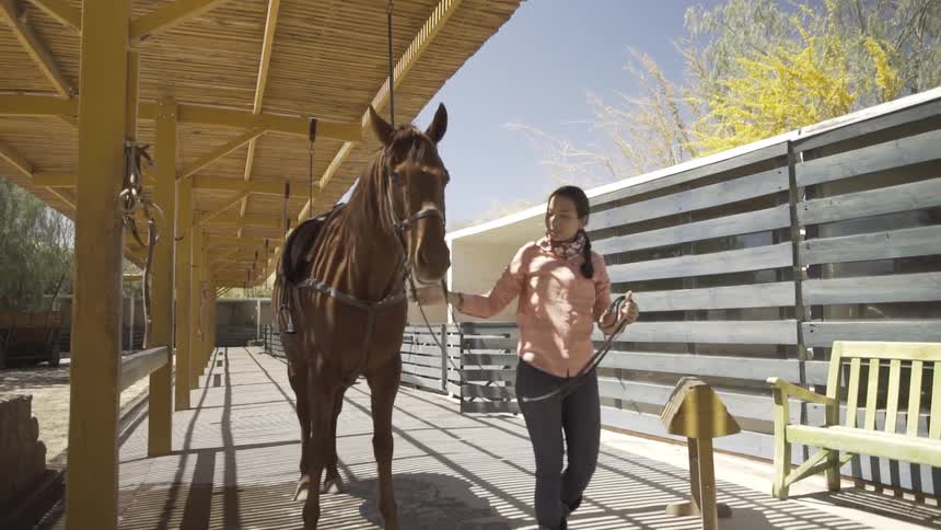 A woman leads a horse