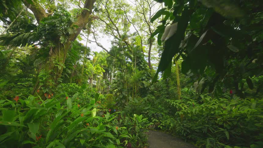 Moving view along a green tropical forest trail
