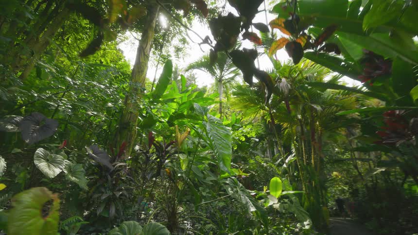 Treelined trail in a rainforest
