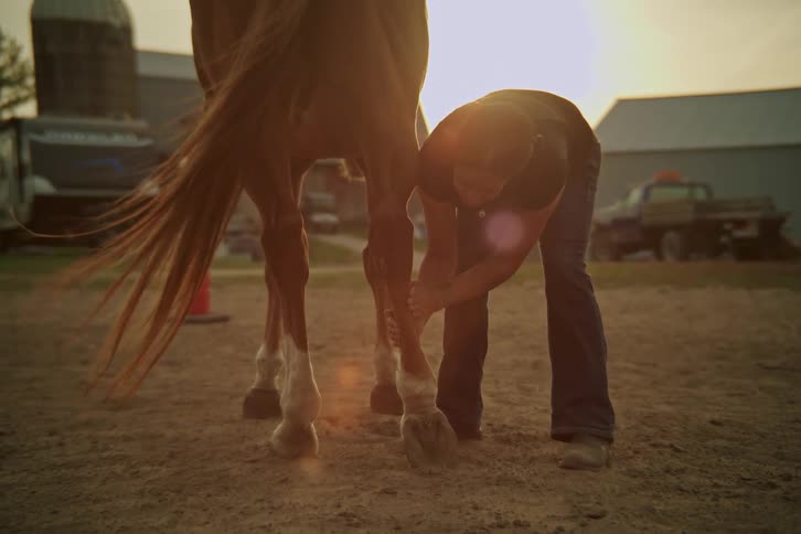 Woman massaging a horses hind leg