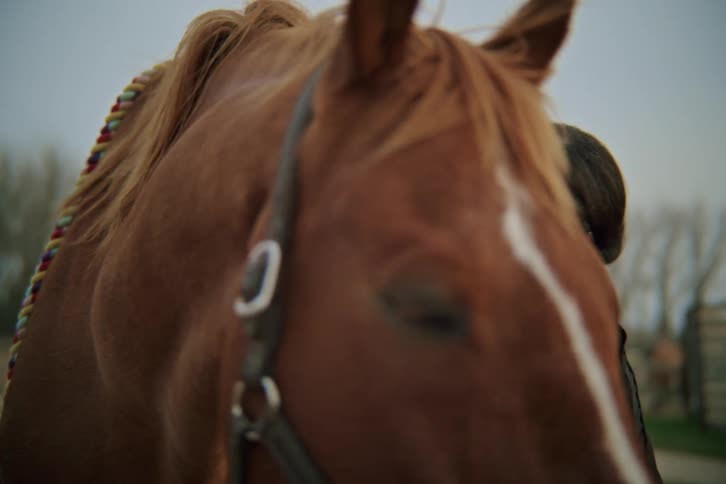 Woman next to a brown horse outdoors