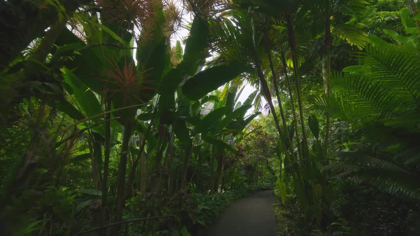 Asphalted trail surrounded by tropical vegetation