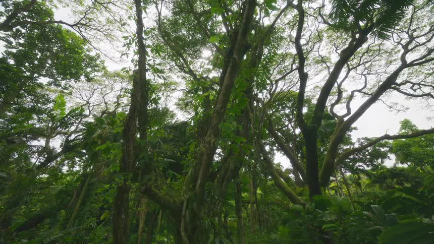 Dense undergrowth fills the ground beneath the trees in the woods on a summer day