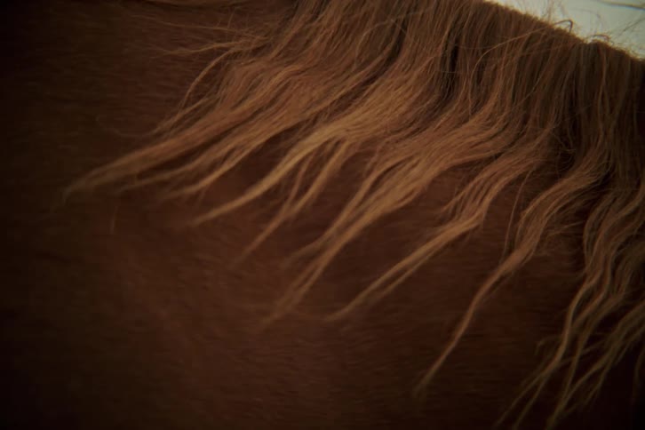 Close up of the side of a brown horse