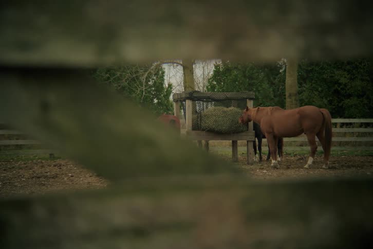 View through a wooden fence of two horses eating grass