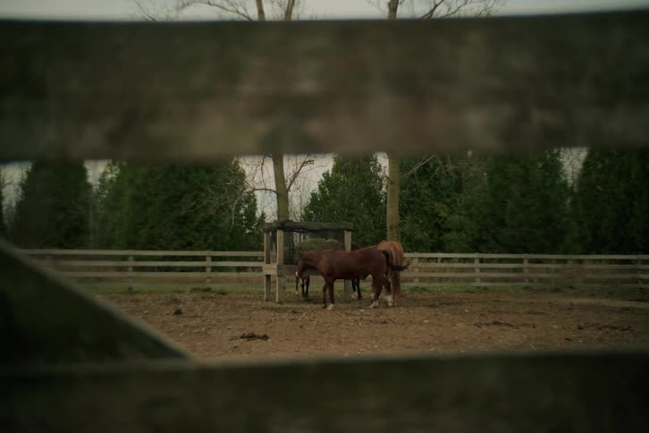 Two horses eating grass seen through a wooden fence