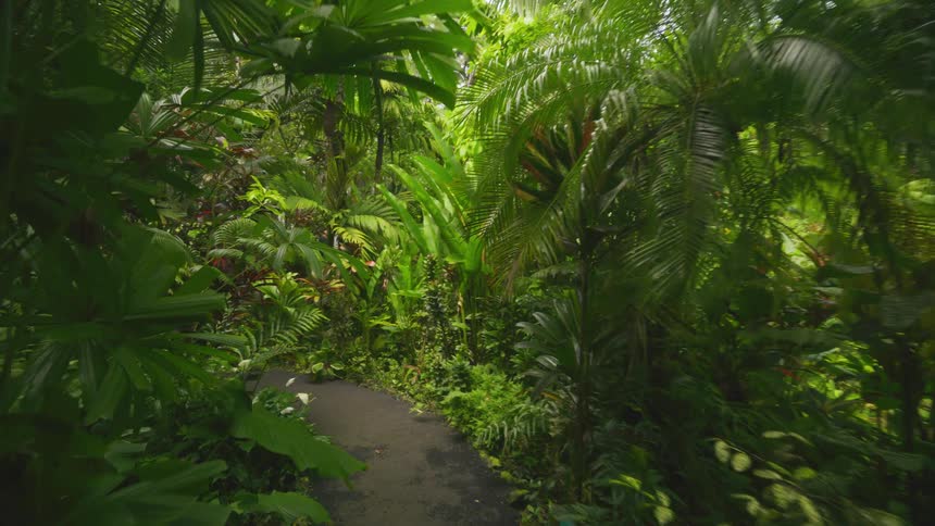 People walk along one of the paths through a tropical forest during the day