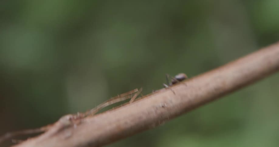 The ant crawls along the branch