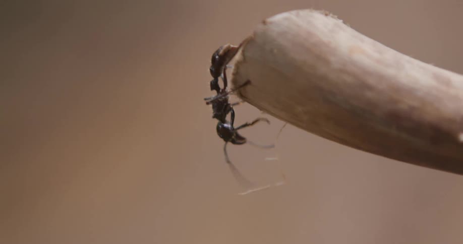 The ant crawls on the tip of a stick