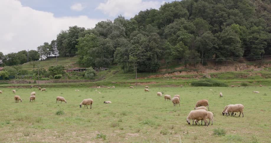 Field with grazing sheep