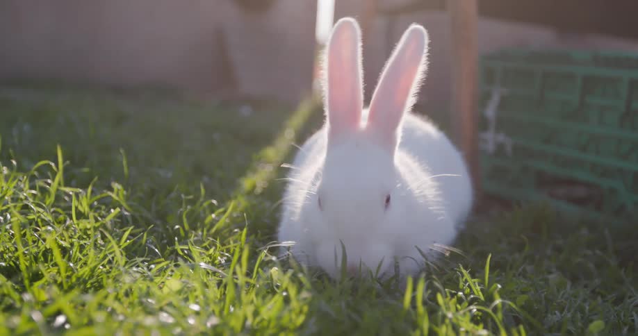 A rabbit is grazing on the green grass