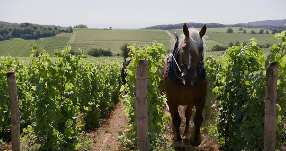 A horse moves between rows of grapevines in a sprawling vineyard with hills and farmland in the distance