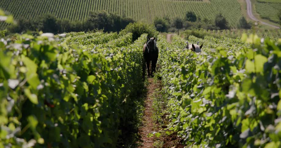 Two horses walking in the middle of agricultural plantations