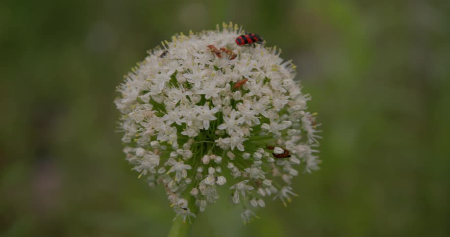 Close up of a plant with insects