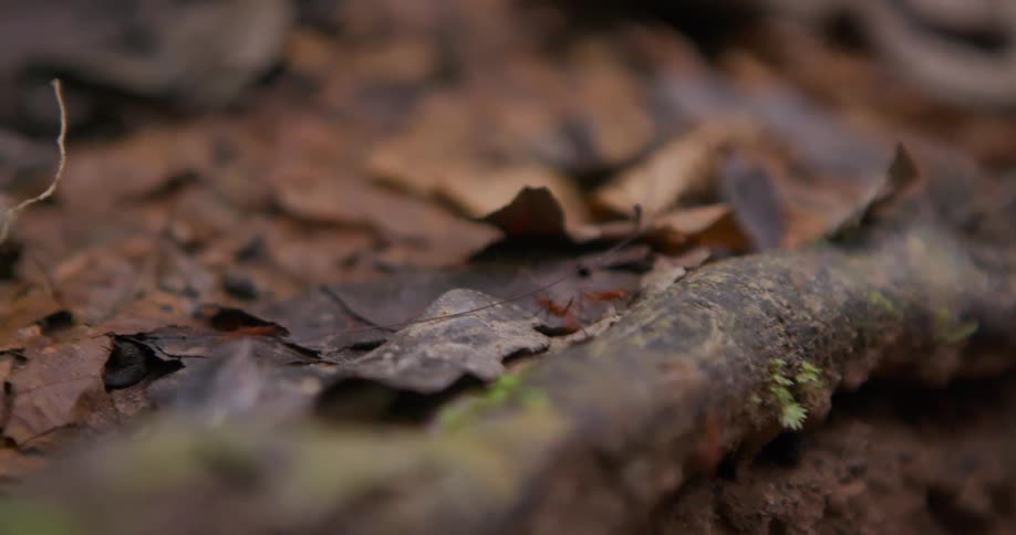 Ants walking on a ground with dry leaves