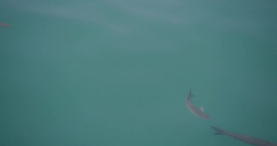 Fish swimming in clear blue water