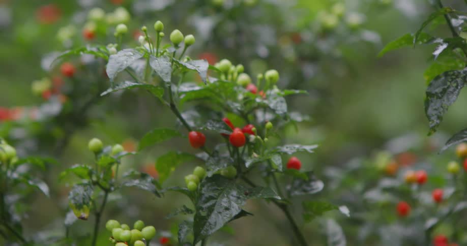Close up of red and green peppers on a plant stem