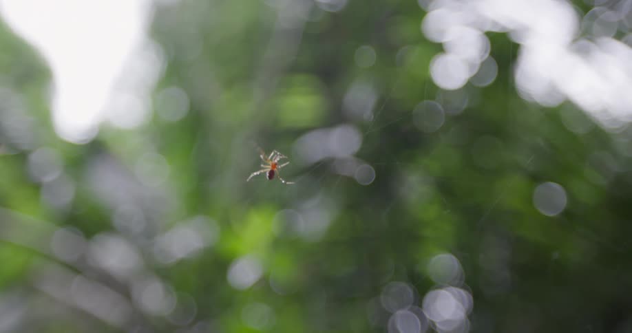 Close up of a spider walking on its web
