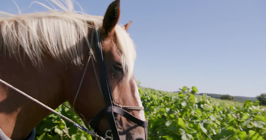 Horse walking in an agricultural plantation
