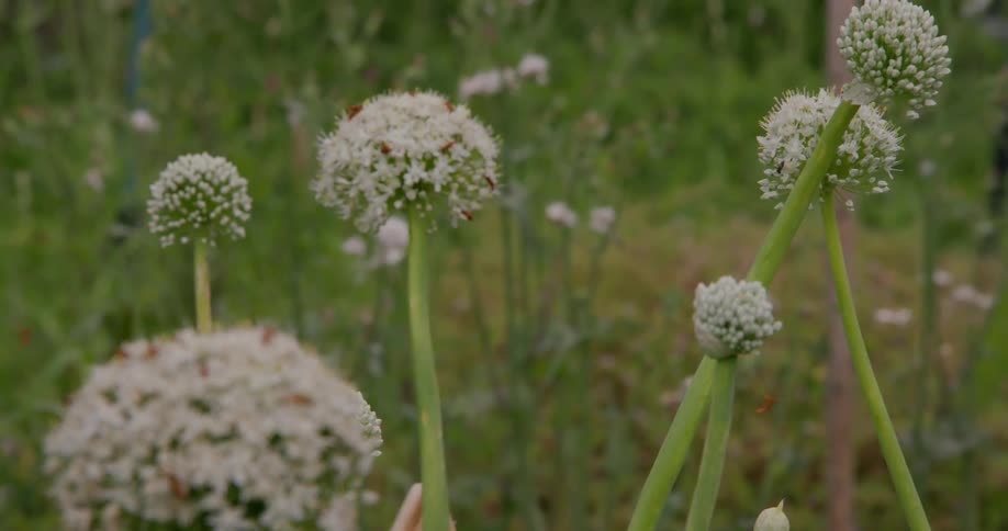 Various pollinating insects on plants