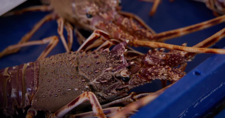 A closeup shot shows several live spiny lobsters sitting inside a blue plastic container