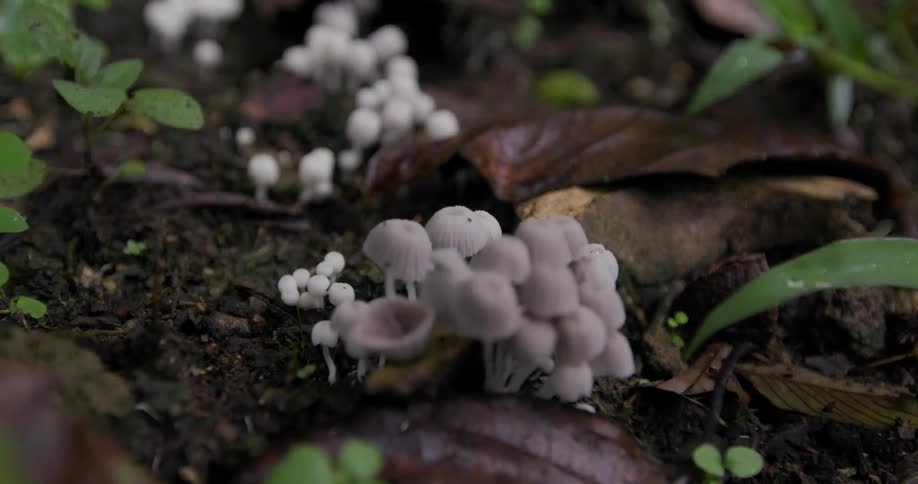 Close up of white mushrooms on the ground
