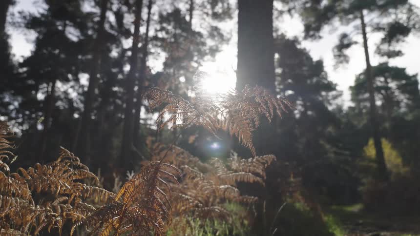 Sunlight shines in the forest