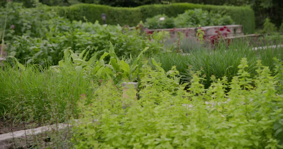Paths lead through a large landscaped garden on a summer day