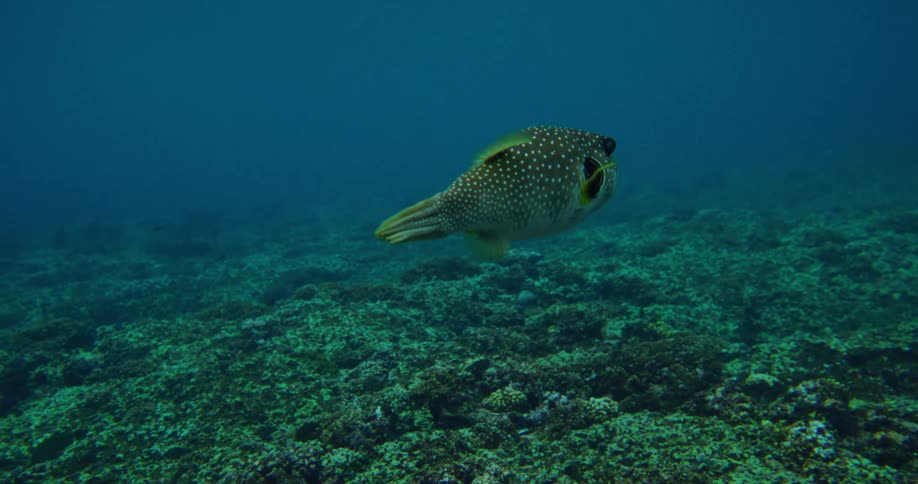 Isolated fish swimming near corals