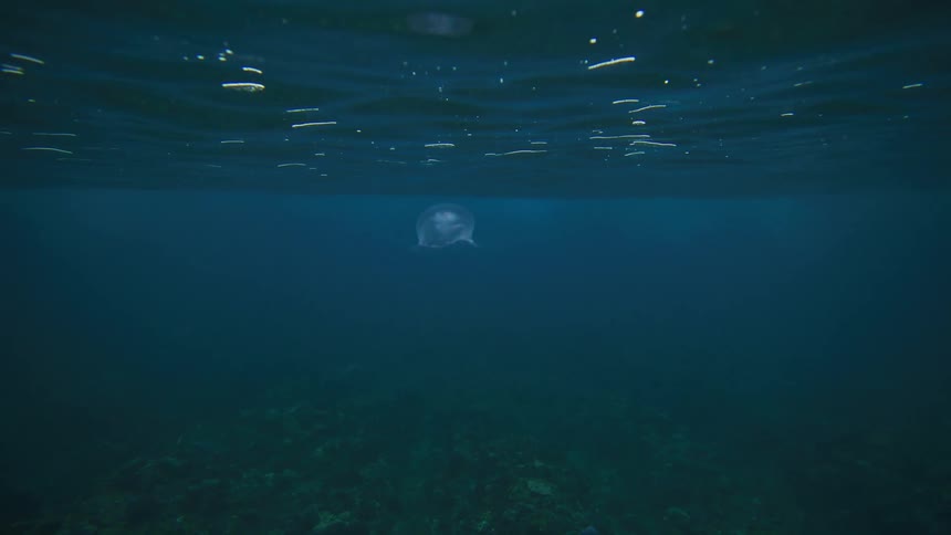 Isolated jellyfish submerged in the ocean