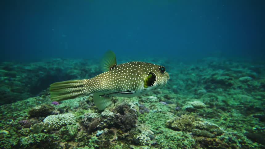 A white spotted puffer fish swims slowly over a vibrant coral reef in clear blue ocean water