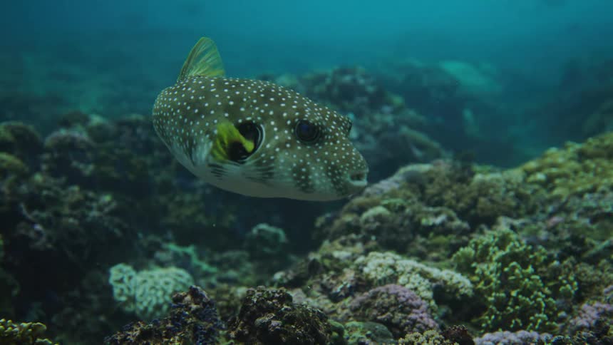 Spotted fish swimming above coral reefs in the ocean