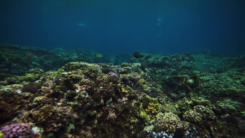 Fish swimming in corals
