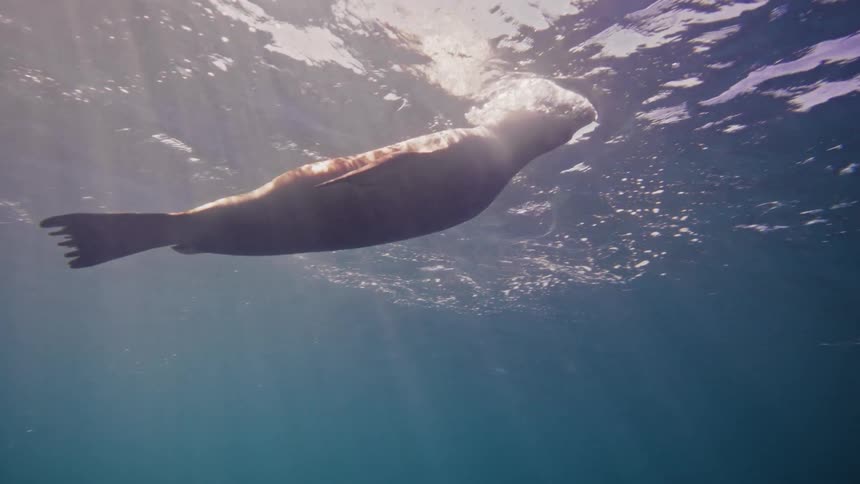 A sea lion glides gracefully through sunlit water before diving downwards