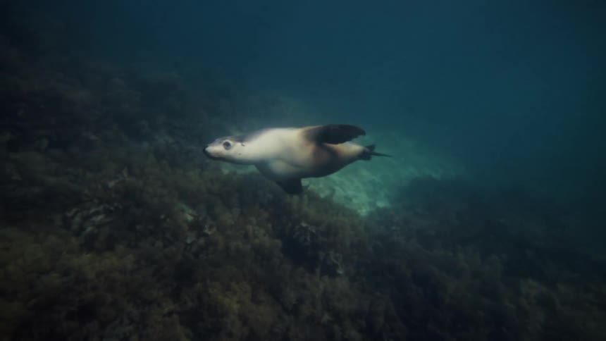 A seal dives nose down toward the sea floor the seal swims toward the camera person and does a barrel roll as he swims by there is a diver we can see from behind breifly in the begining of the shot
