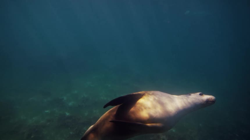 Sea lion swimming in the depths of the ocean