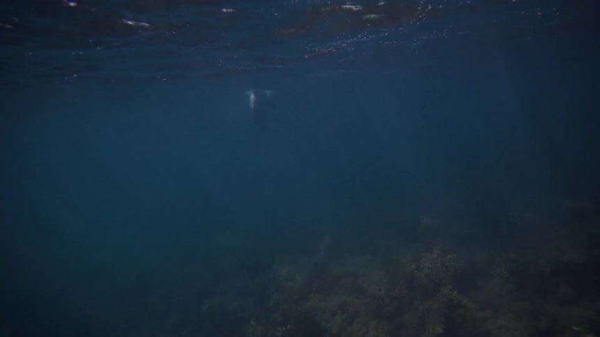 A sea lion swimming underwater near some corals