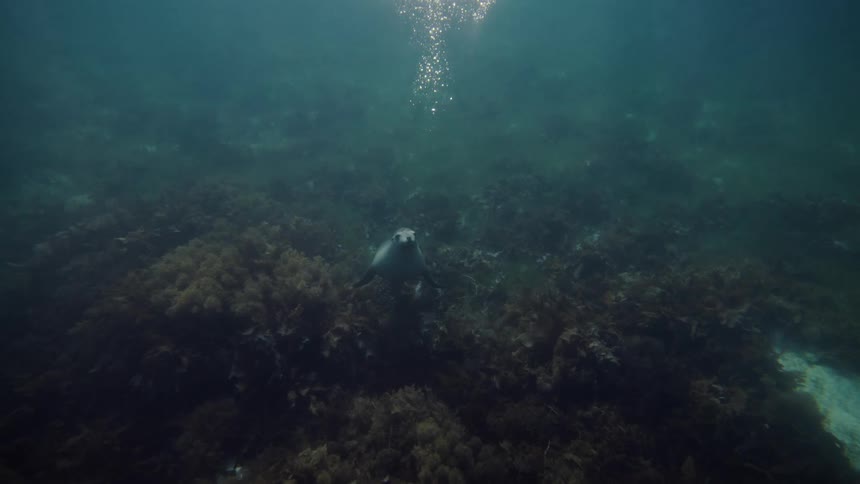 Sea lion in the depths of the ocean in corals
