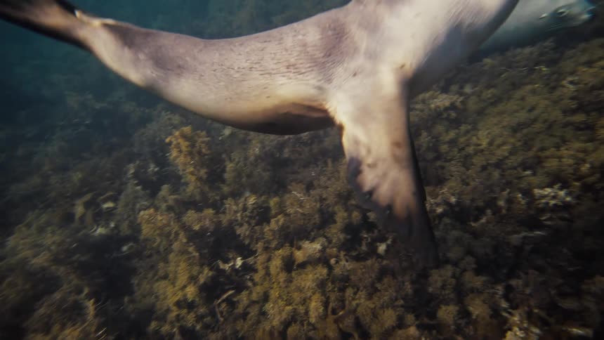 Sea lion swimming in the ocean