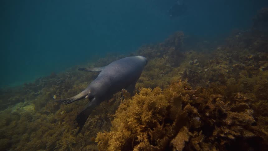 A seal swims on the ocean floor