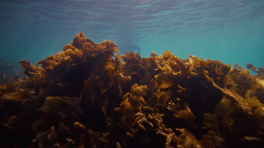 A diver is filming underwater