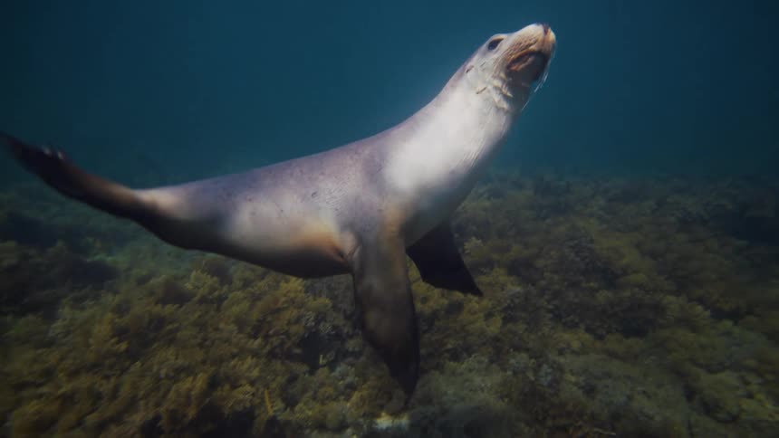 A seal dives down underwater
